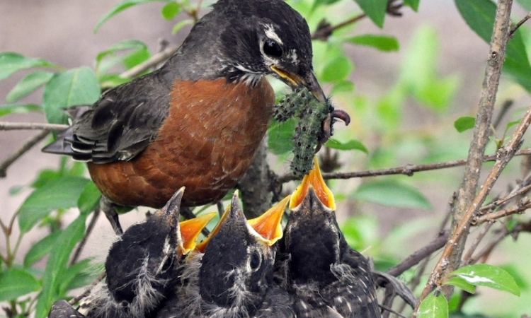 American Robins